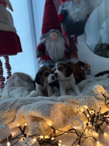 Цуценята породи Бігль