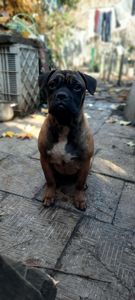 Франчун, мікс французького і китайського бульдога чунцина, дівчинка