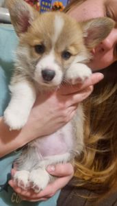 Цуценя вельш коргі дівчинка