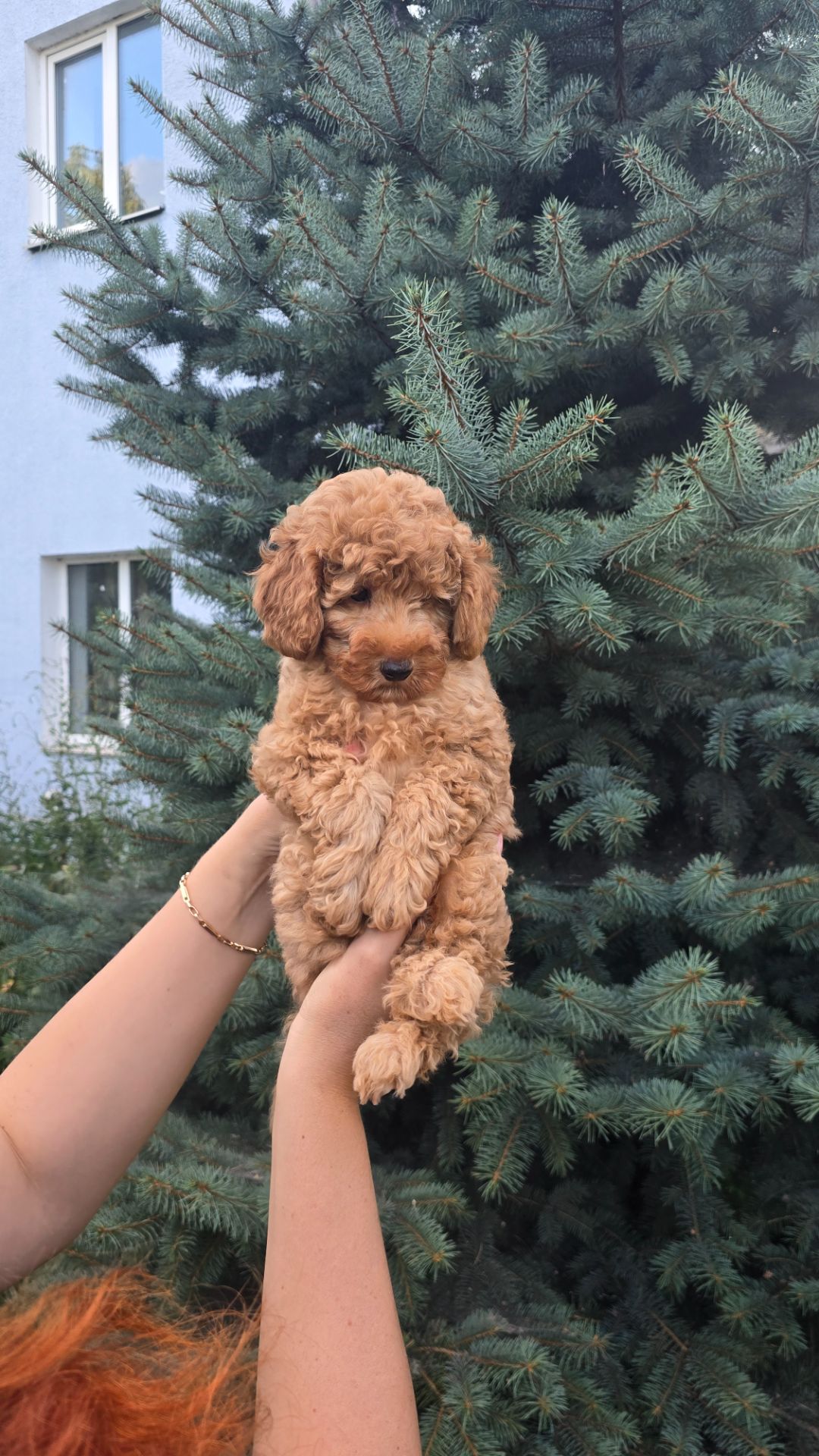 Хлопчик мальтипу