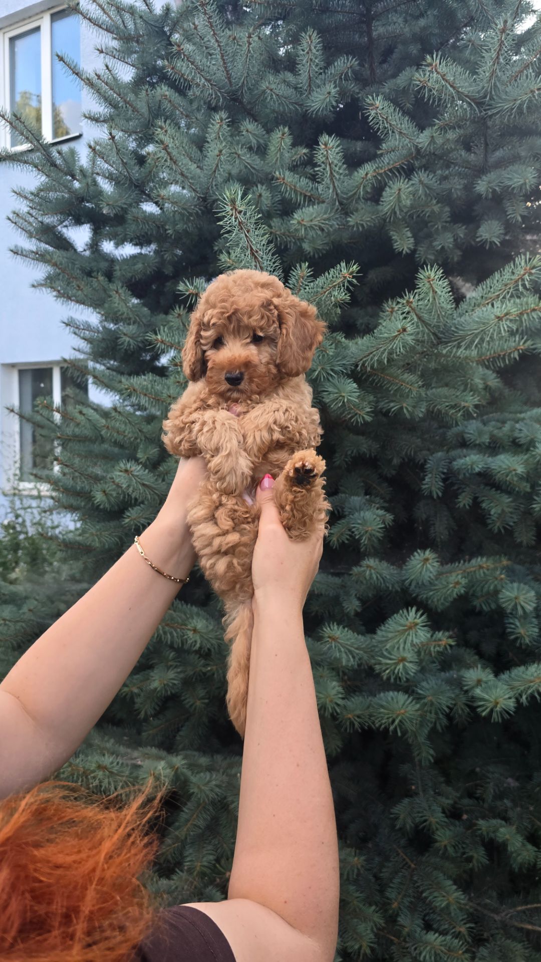 Хлопчик мальтипу