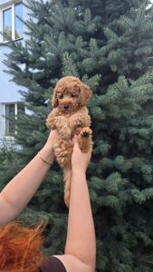 Хлопчик мальтипу