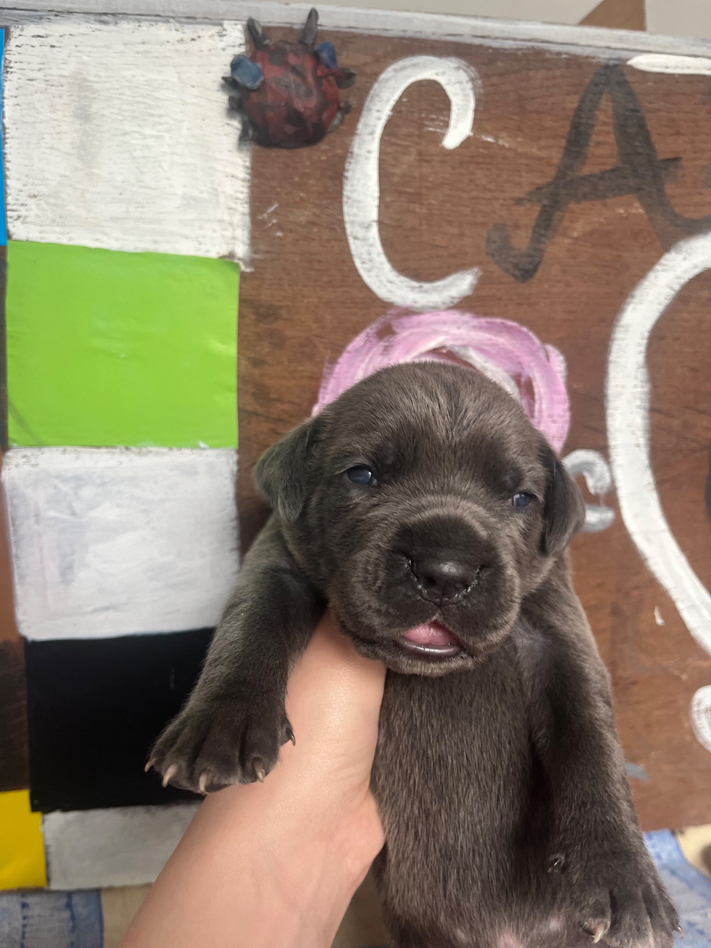 Продаж цуценят кане корсо