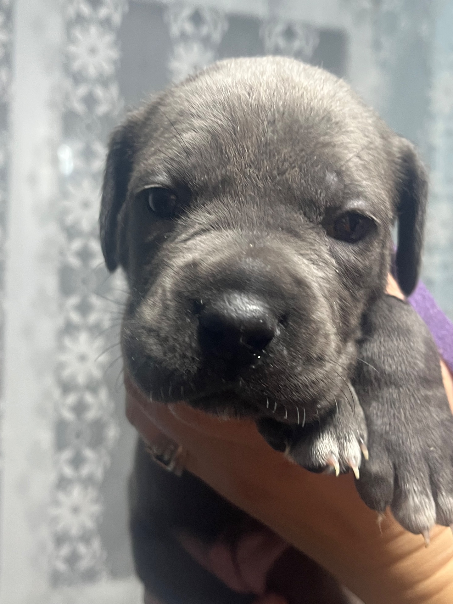 Продаж цуценят кане корсо