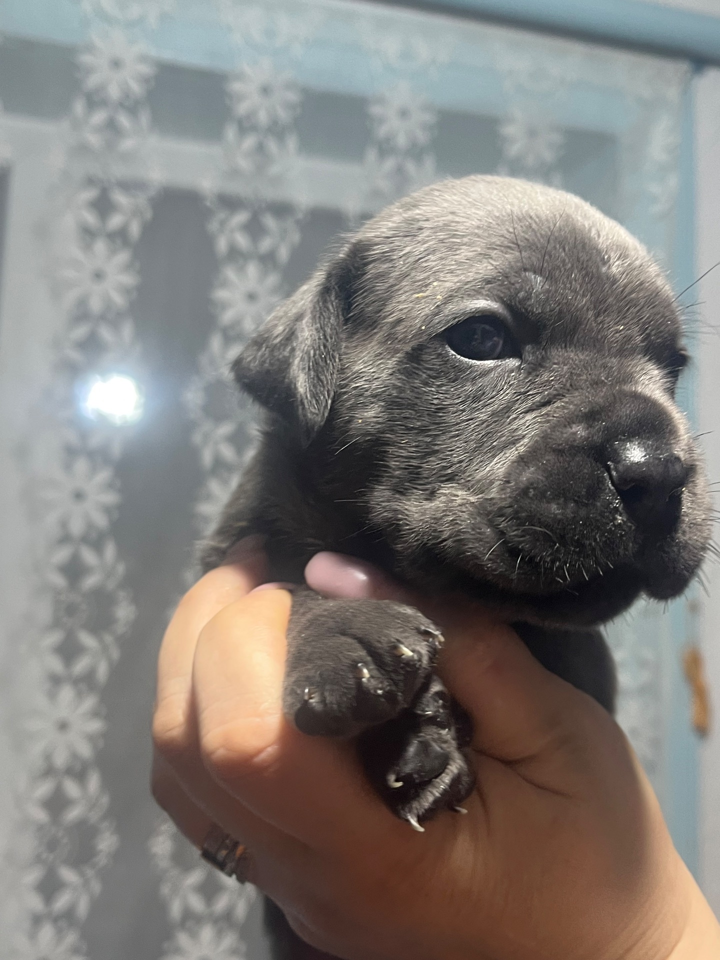 Продаж цуценят кане корсо