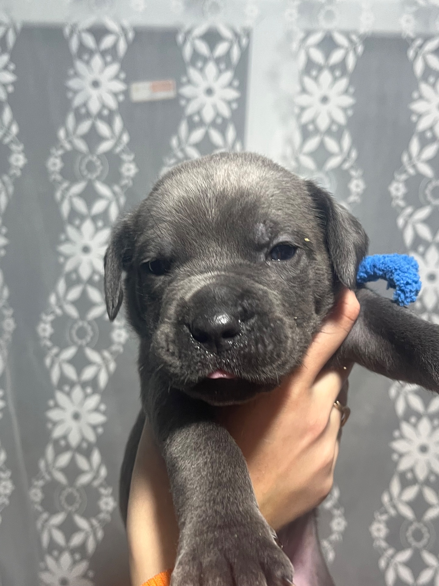 Продаж цуценят кане корсо