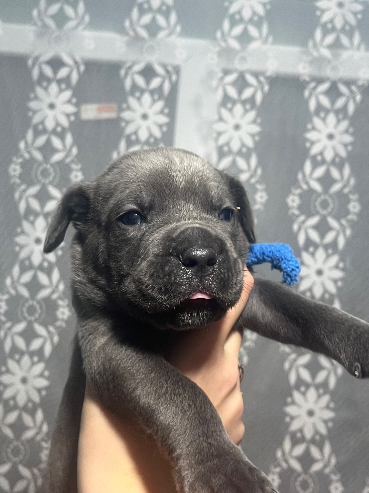 Продаж цуценят кане корсо