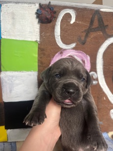 Продаж цуценят кане корсо