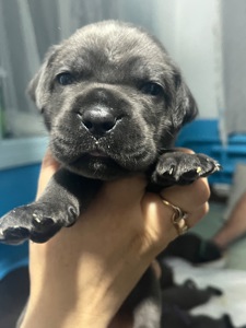 Продаж цуценят кане корсо