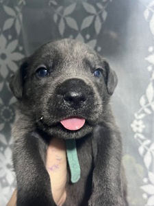 Продаж цуценят кане корсо