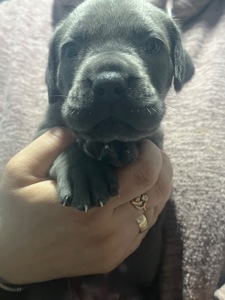 Продаж цуценят кане корсо