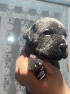 Продаж цуценят кане корсо