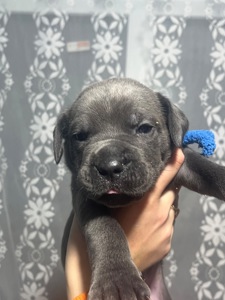 Продаж цуценят кане корсо