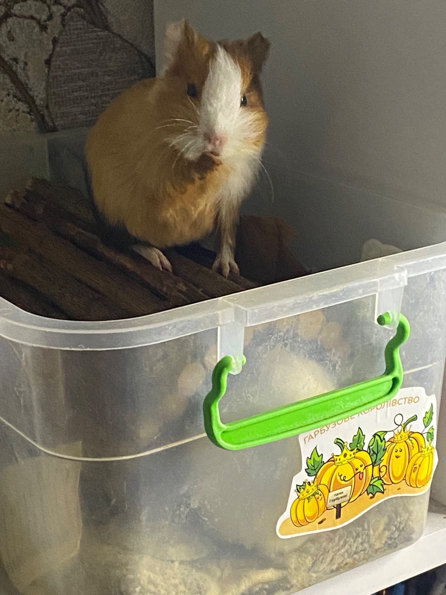 Морська свинка