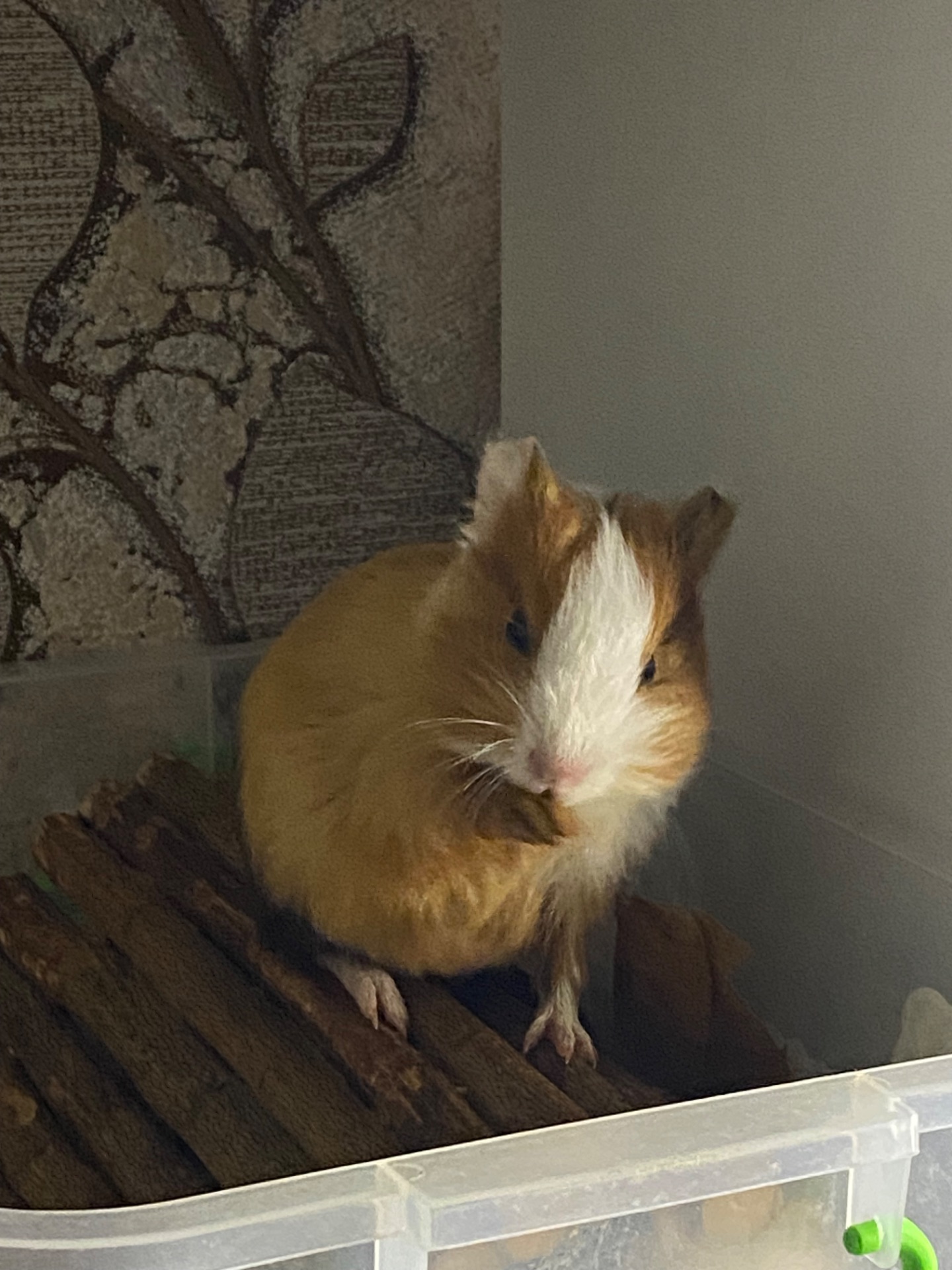 Морська свинка