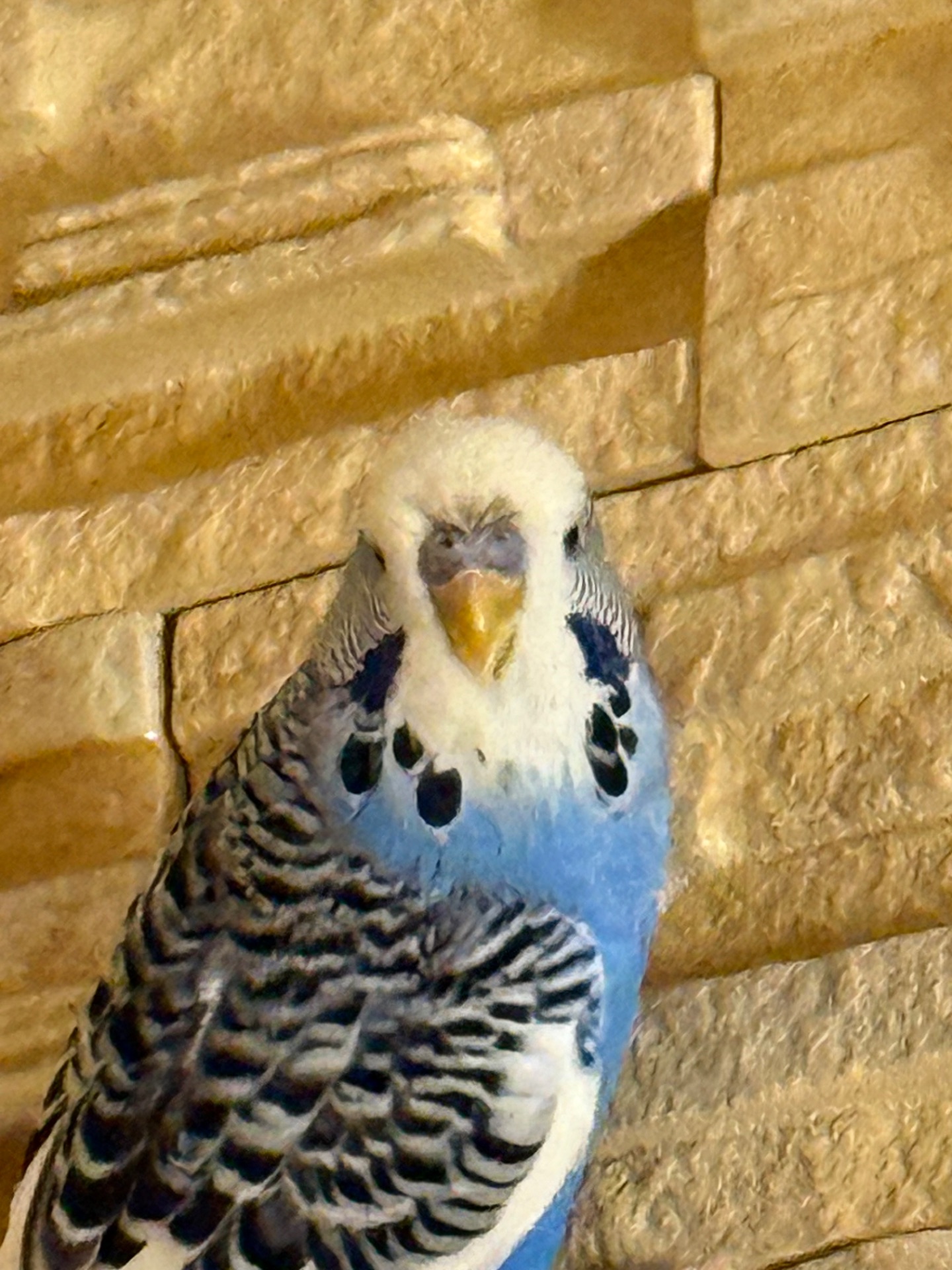 Хвилясті папуги пташенята молоді, різного кольору