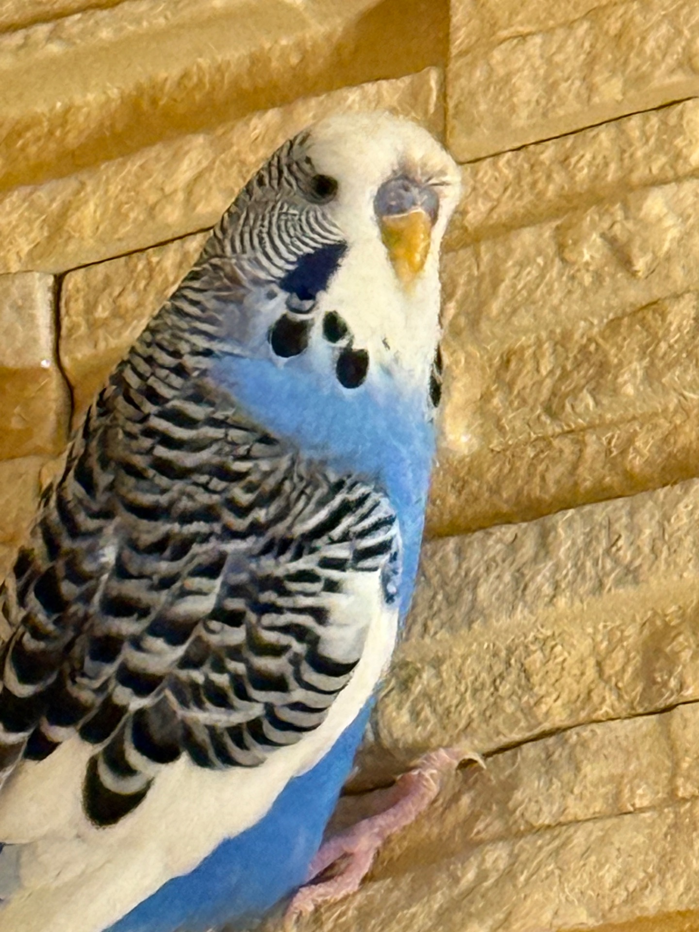 Хвилясті папуги пташенята молоді, різного кольору