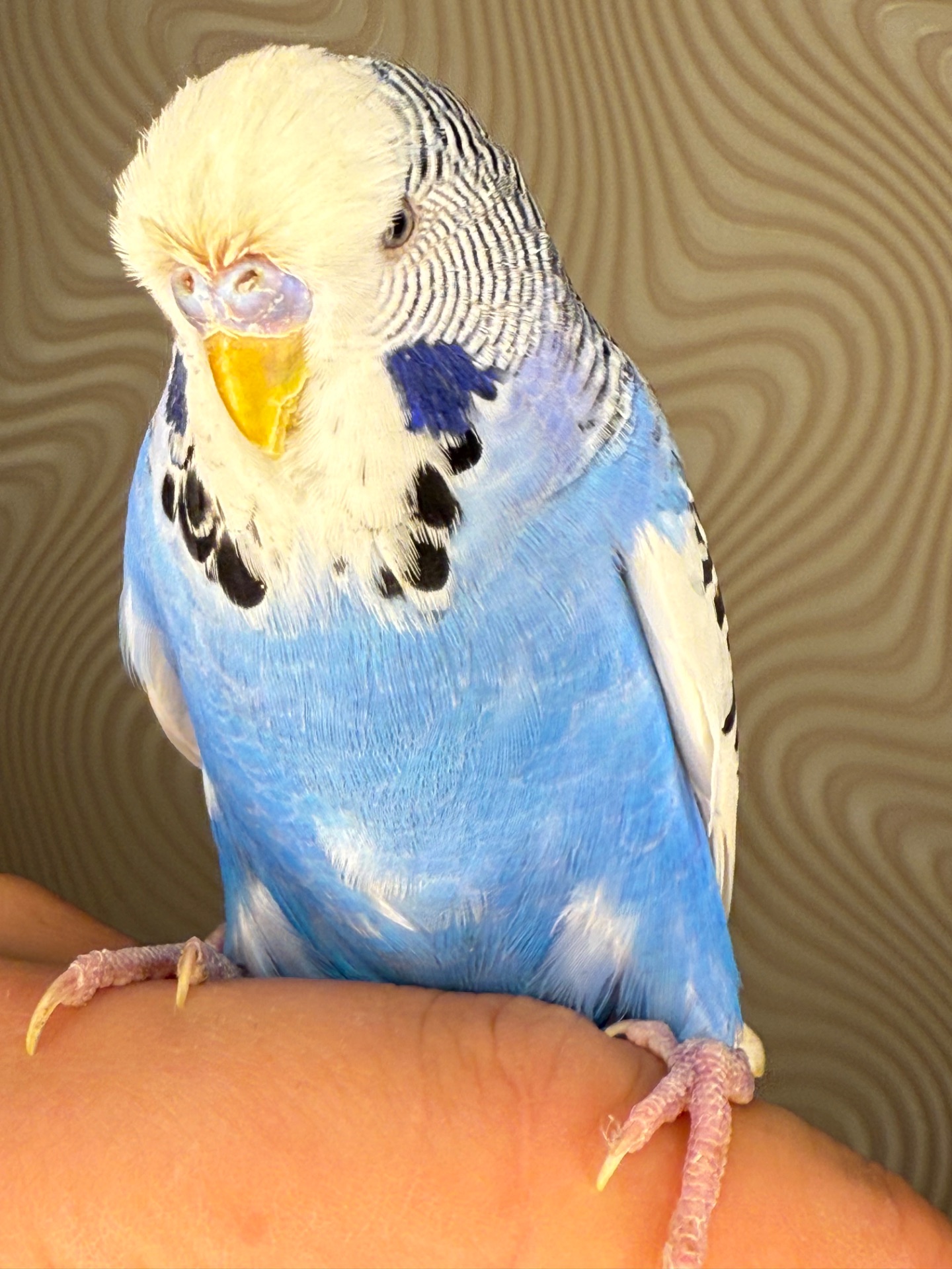 Ручні хвилясті папуги напівчехи