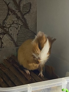 Морська свинка