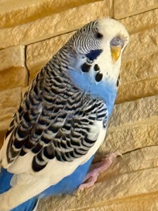 Хвилясті папуги пташенята молоді, різного кольору