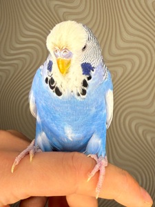 Ручні хвилясті папуги напівчехи