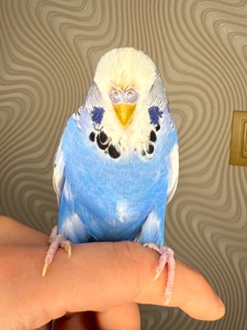 Ручні хвилясті папуги напівчехи