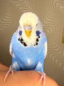Ручні хвилясті папуги напівчехи