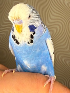 Ручні хвилясті папуги напівчехи