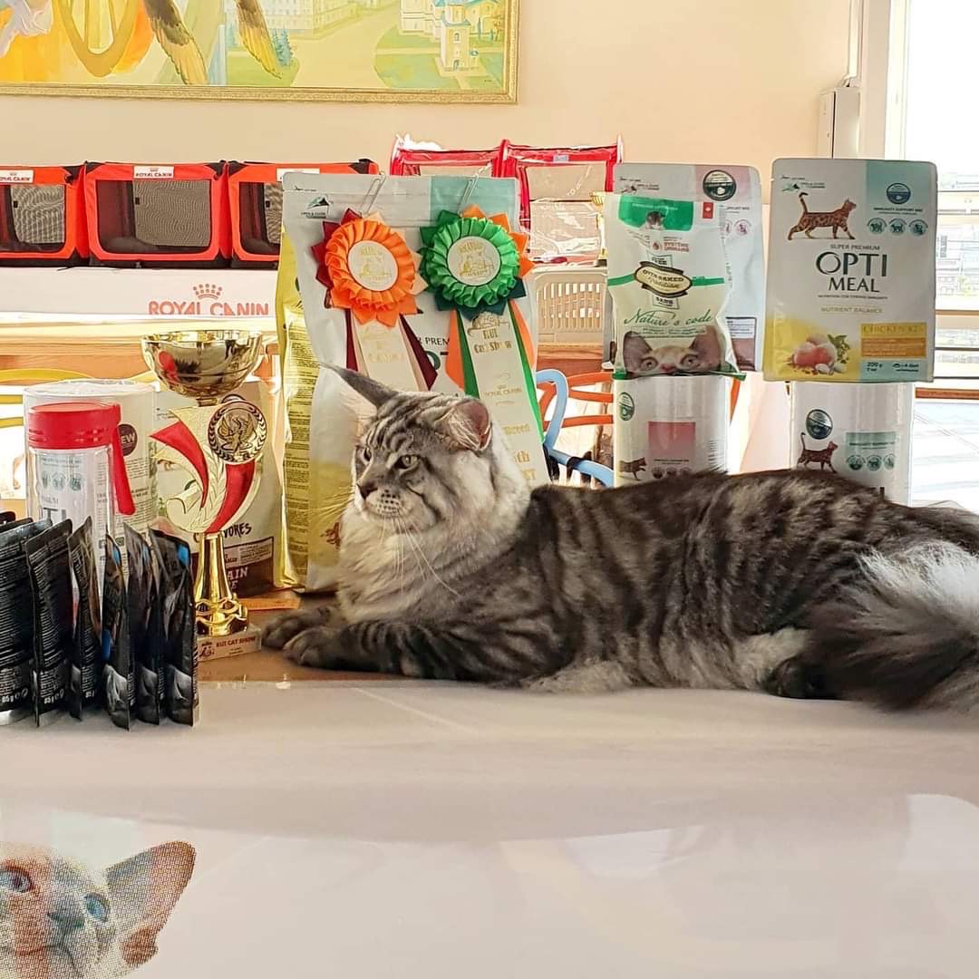 Мейн-кун дівчинка Chris