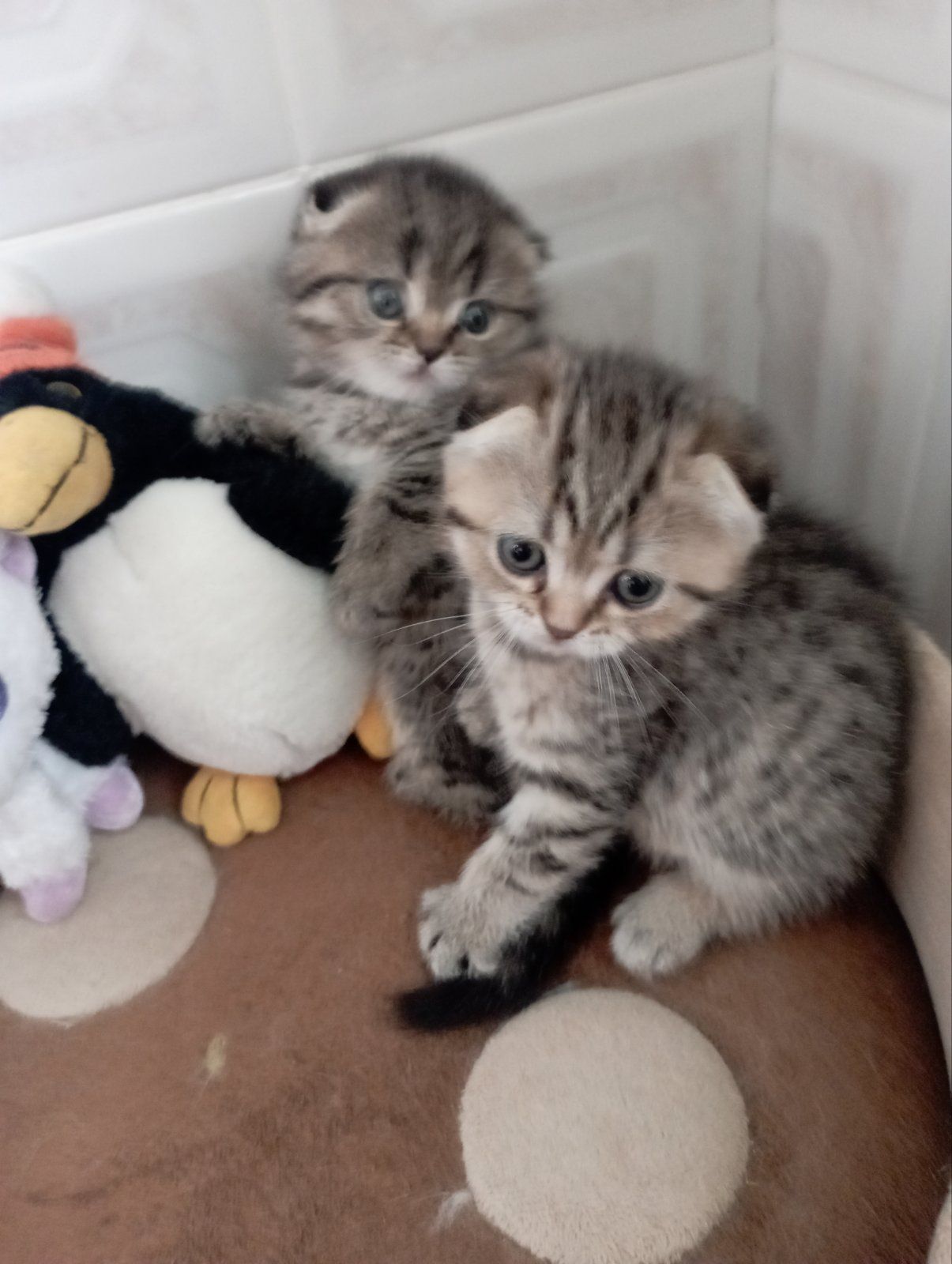 Найкрасивіші Шиншили дівчатка та хлопчики