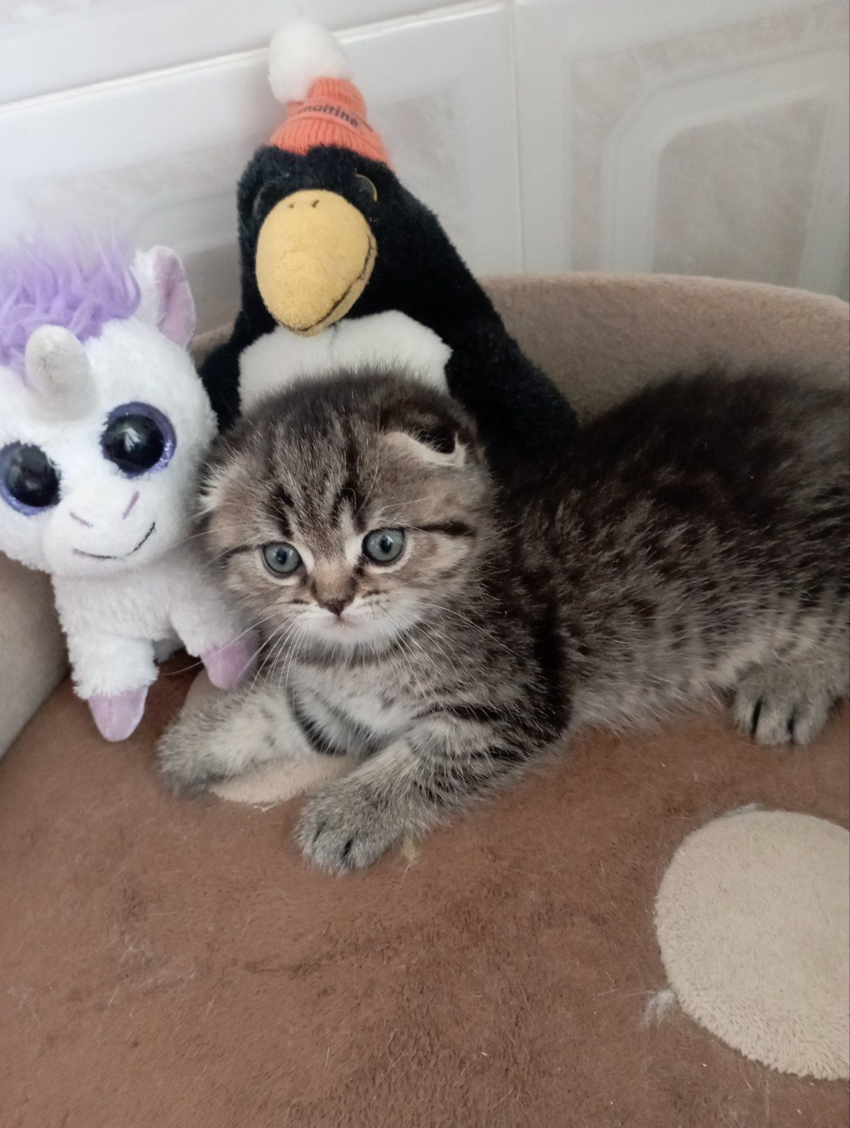 Найкрасивіші Шиншили дівчатка та хлопчики