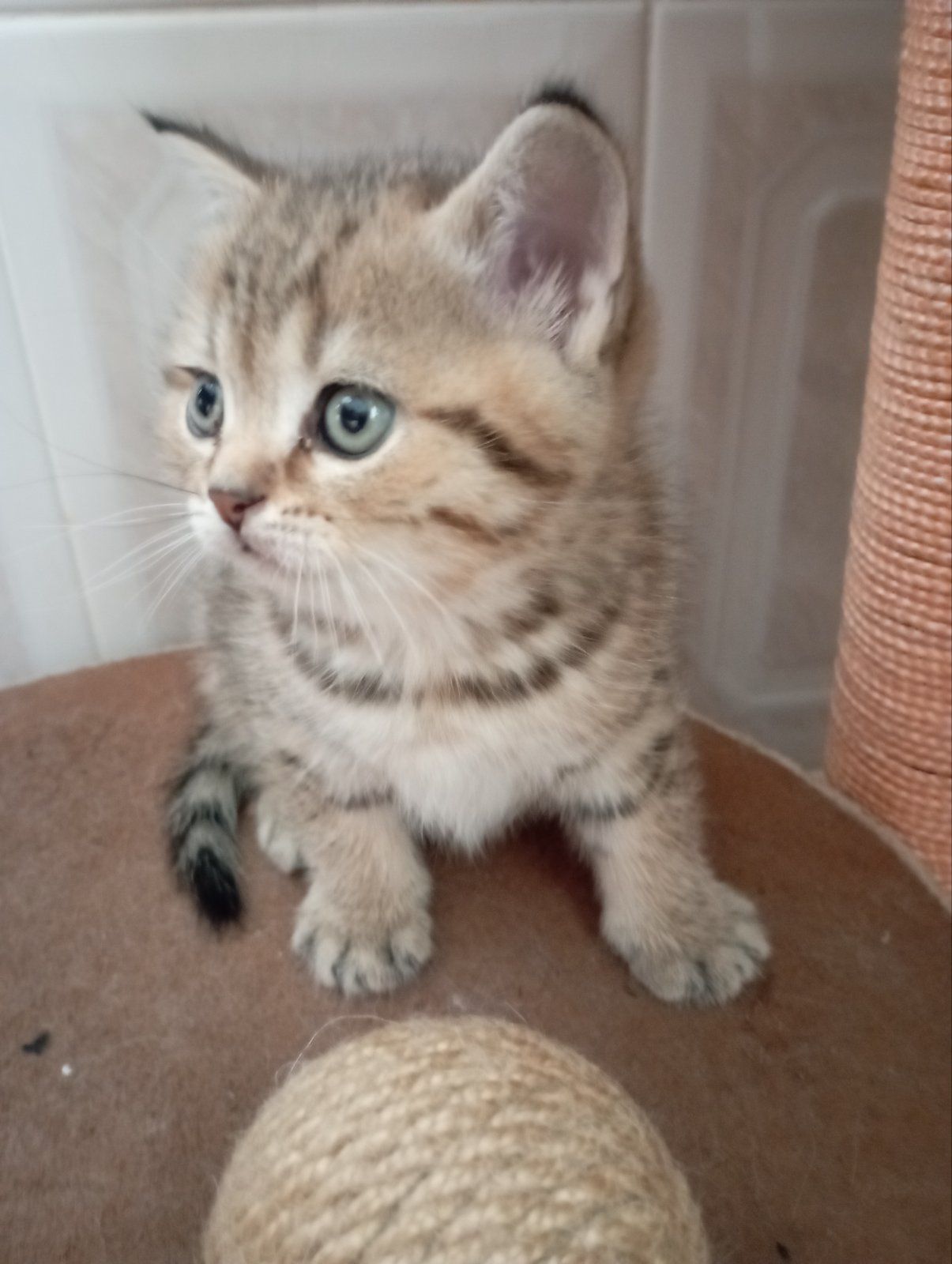 Найкрасивіші Шиншили дівчатка та хлопчики