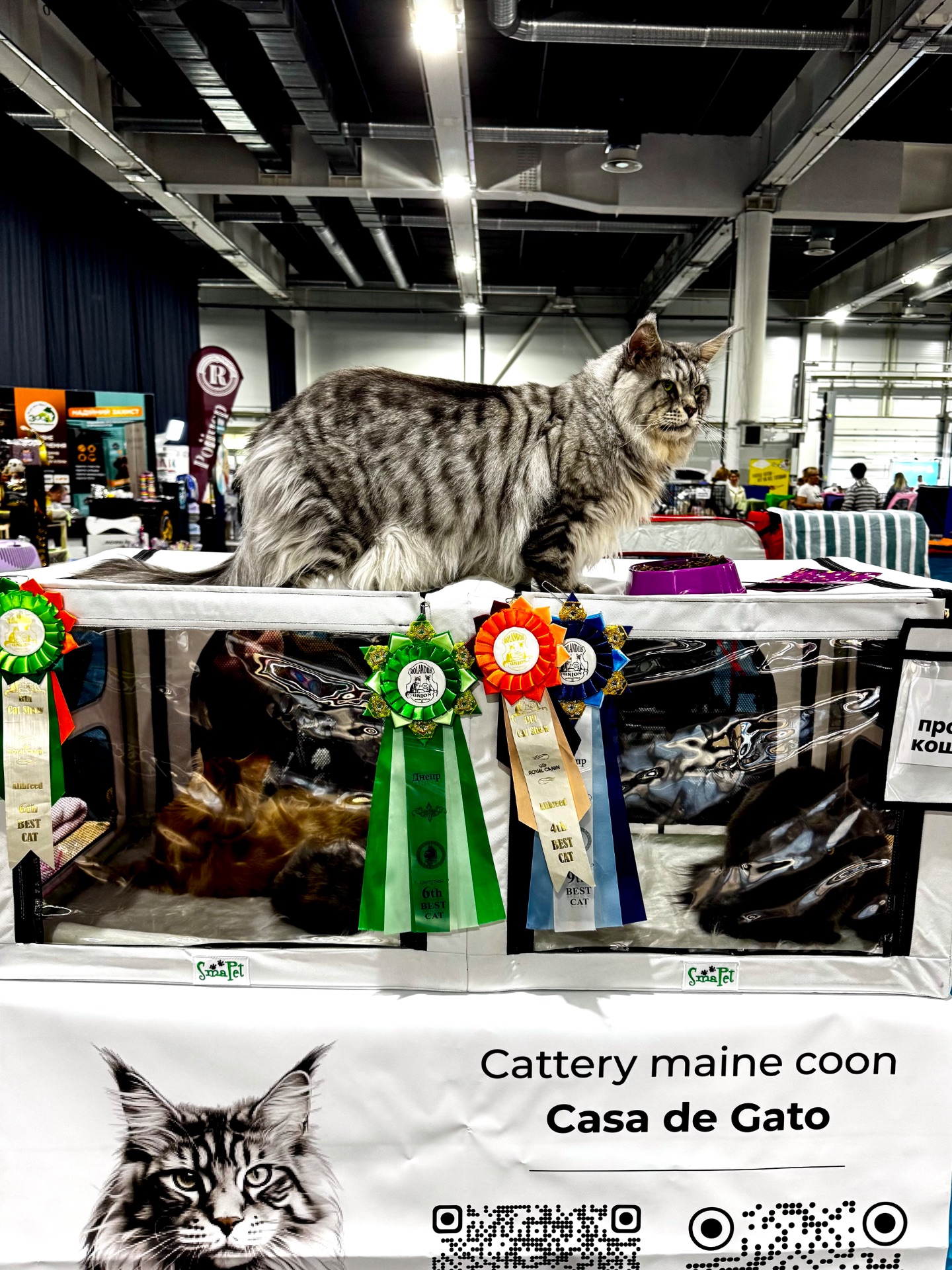 Мейн-кун дівчинка Chris