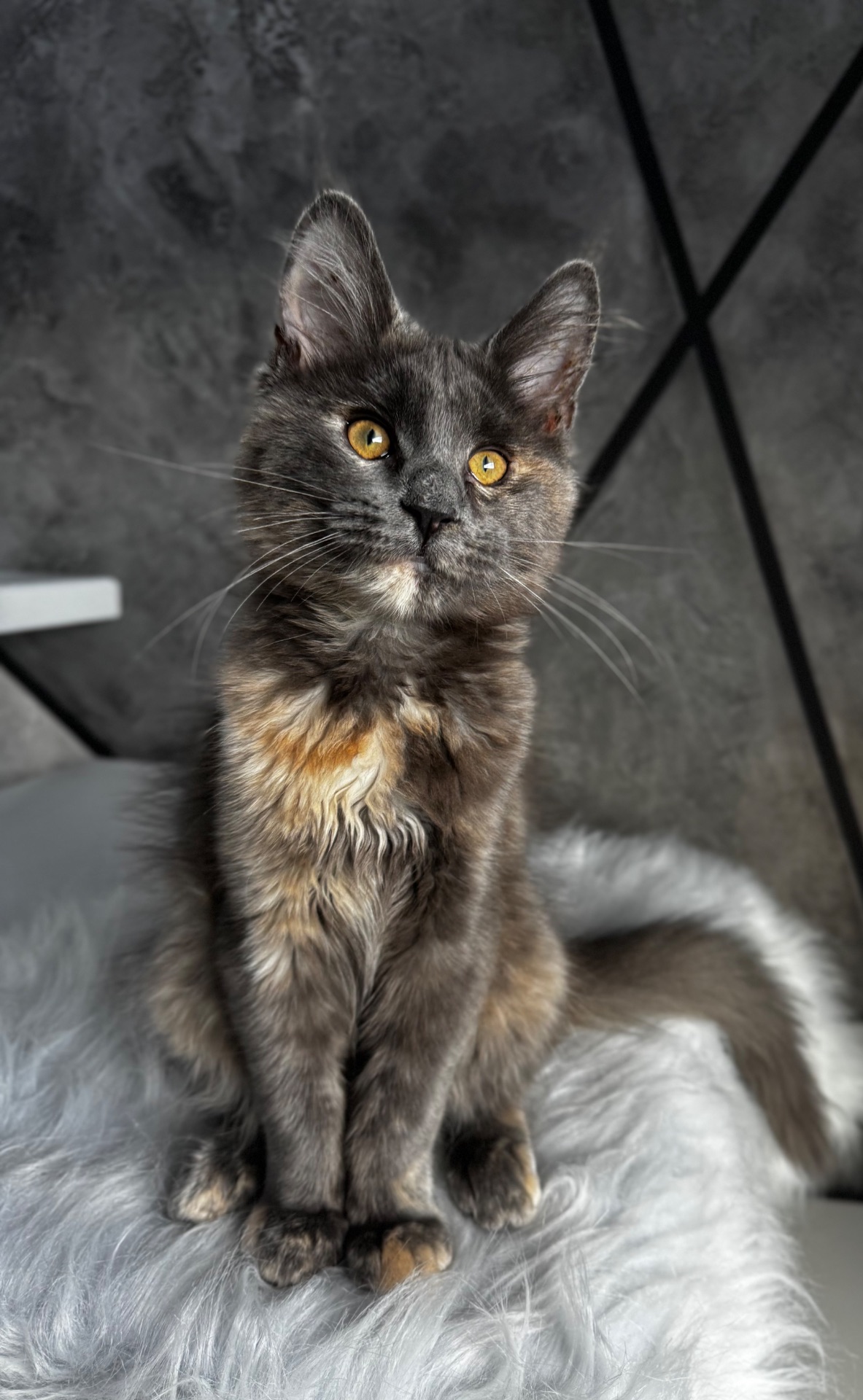 Мейн-кун дівчинка Chris