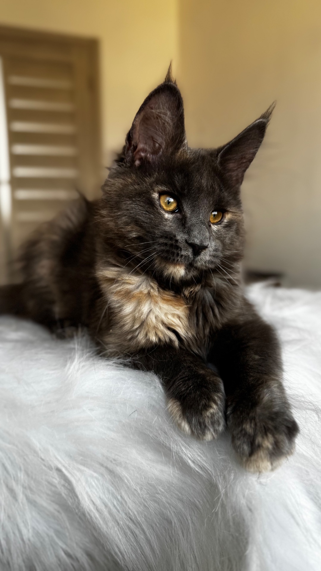 Мейн-кун дівчинка Chris