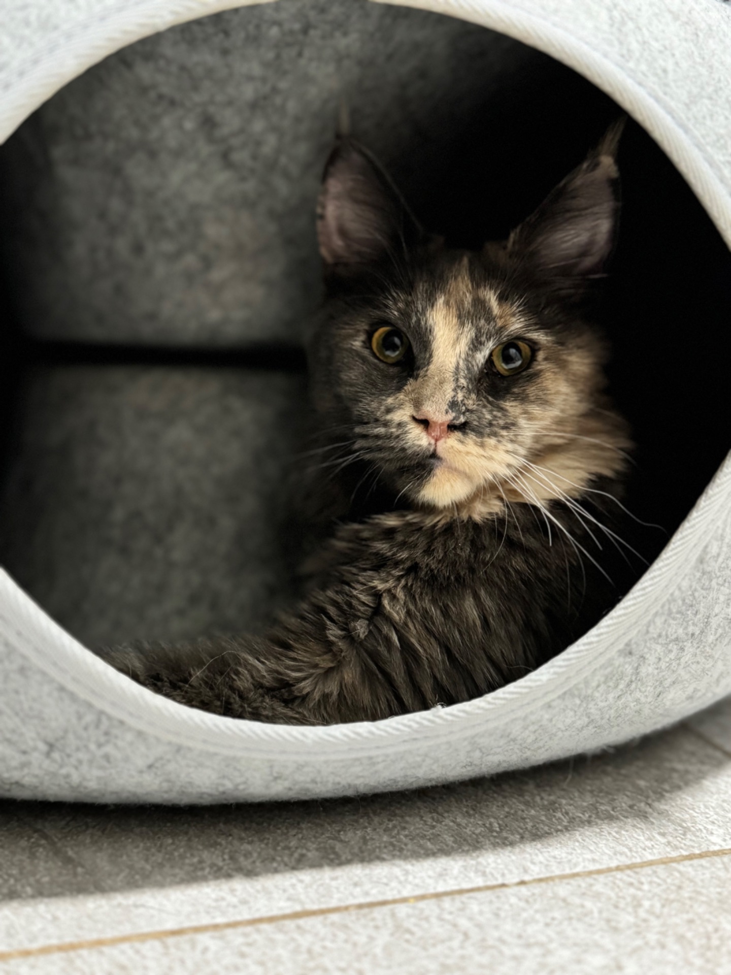 Мейн-кун дівчинка Chris