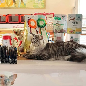 Мейн-кун дівчинка Chris