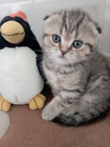 Найкрасивіші Шиншили дівчатка та хлопчики