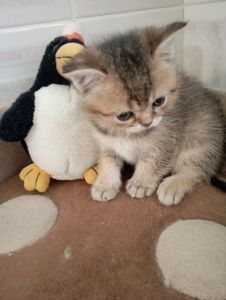 Найкрасивіші Шиншили дівчатка та хлопчики