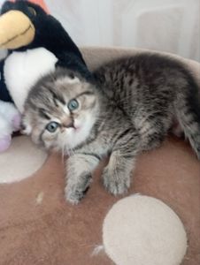 Найкрасивіші Шиншили дівчатка та хлопчики