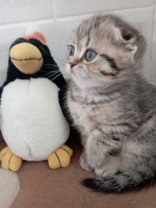 Найкрасивіші Шиншили дівчатка та хлопчики