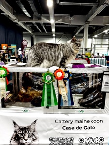 Мейн-кун дівчинка Chris