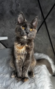 Мейн-кун дівчинка Chris