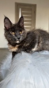 Мейн-кун дівчинка Chris