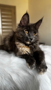 Мейн-кун дівчинка Chris