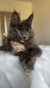 Мейн-кун дівчинка Chris