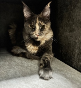 Мейн-кун дівчинка Chris