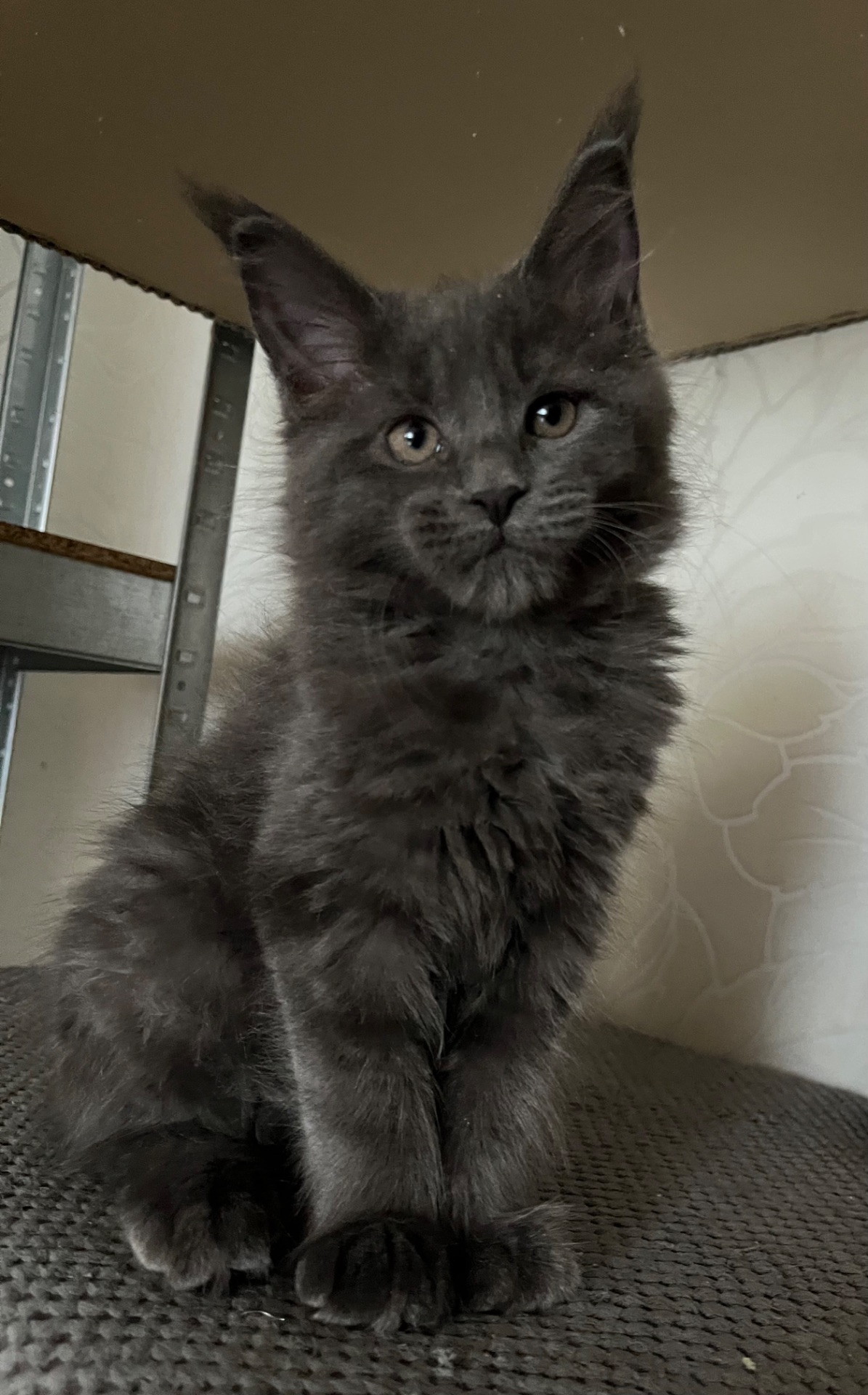 Кошеня Мейн-кун дівчинка