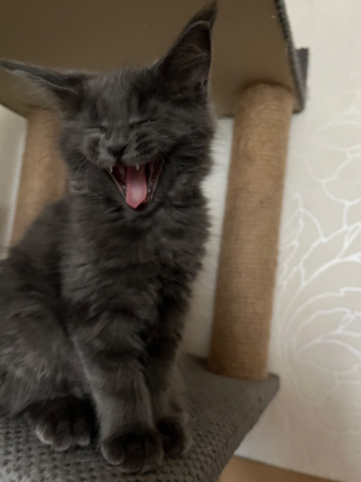 Кошеня Мейн-кун дівчинка