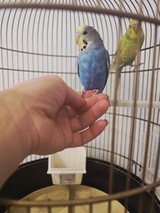 Хвилястий папуга